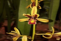 Cymbidium aloifolium